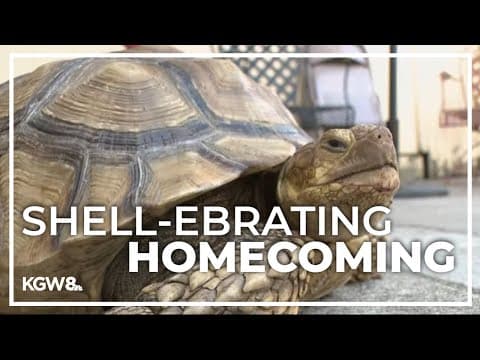 Runaway tortoise found in Southeast Portland after 2 days on the lam