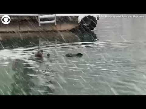 Otter swims in the snow