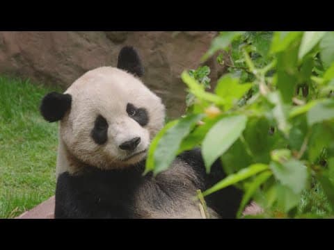 Giant pandas make debut at San Diego Zoo