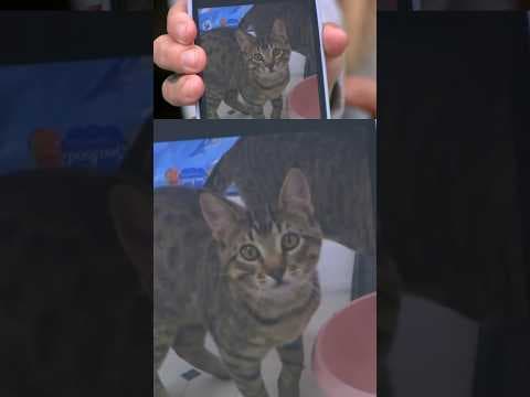 Cat Escapes Wildfire Covered in Pink Slurry