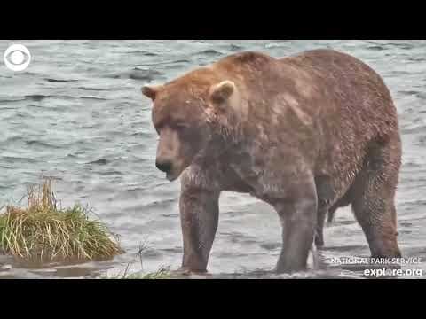 Fat Bear Week competition winner