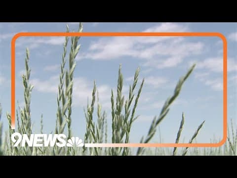 Perennial grain crop Kernza gaining traction in Colorado