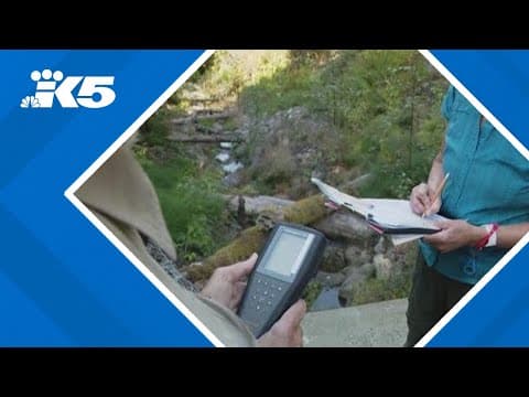 Paine Field expansion plan raises concerns over wetlands, salmon habitat