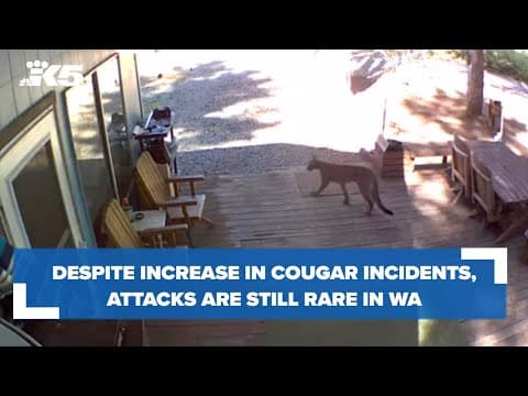 Despite increase in cougar sightings, cougar attacks still rare in Washington