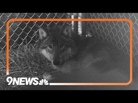 CPW says total of 29 wolves now in Colorado