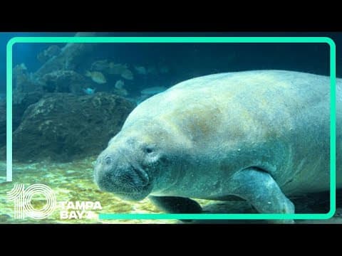 Manatees trapped in pond after Helene rescued