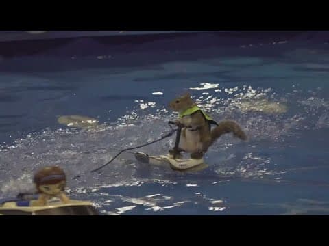 Twiggy, the water-skiing squirrel, makes big splash in Knoxville