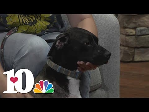 Meet the Pet of the Week: Yoda