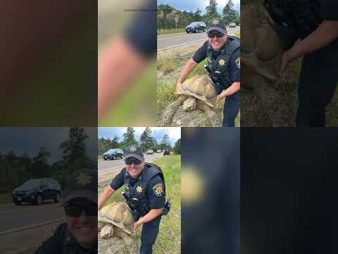 Tortoise Found on Colorado Road