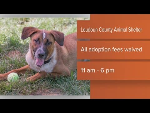 Loudoun County Animal Services Pet Adoption Event this Saturday