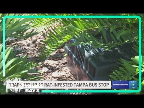 Carrollwood pest control service installs traps at rat-infested Tampa bus stop