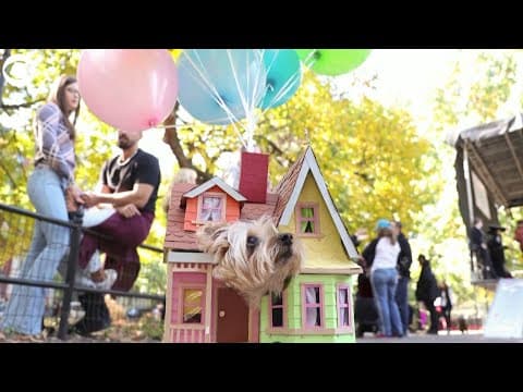 Dogs compete for best Halloween costume