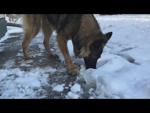 How to protect pets from freezing weather