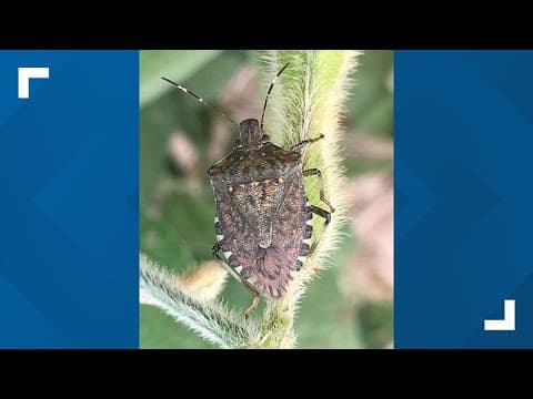 Stink bugs looking for a warm home in cooler weather