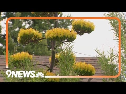 Rare plant in Denver is a one-time show
