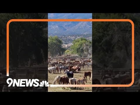Wild Horses Being Rounded Up in Colorado Wilderness