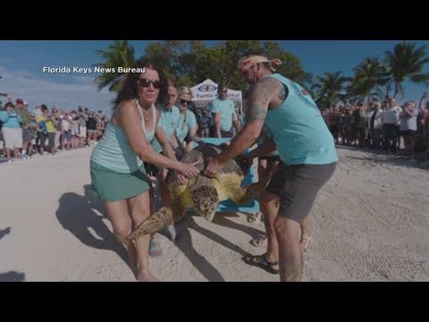 Rescued sea turtle 'Ida' released off Florida Keys