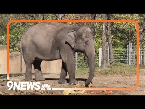 Denver Zoo elephant expecting first calf with out-of-state elephant