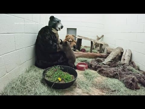 San Diego caretakers dress up as bears to rehabilitate orphaned cub