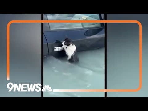 Dubai: Police rescue cat from flood waters