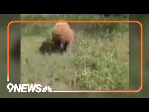 CPW cites Trinidad man for shooting bear cubs