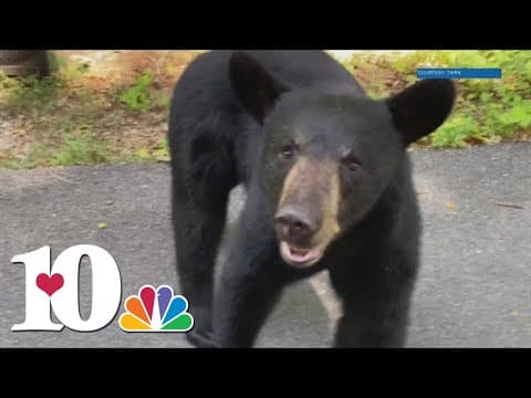 It's almost winter! | Bears are finding mates, food and their winter dens