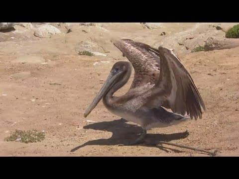 Increase in the number of sick and emaciated brown pelicans across Southern California
