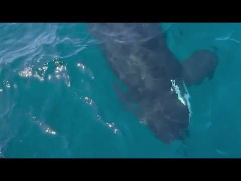 'White Gladis' believed to be orca behind string of boat 'attacks' off Iberian Peninsula