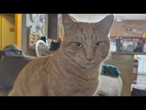 Humane Society of Tampa Bay warns of lost pet scam