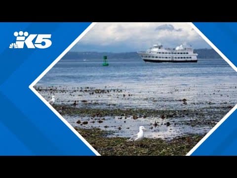 Puget Sound to see low tides next week