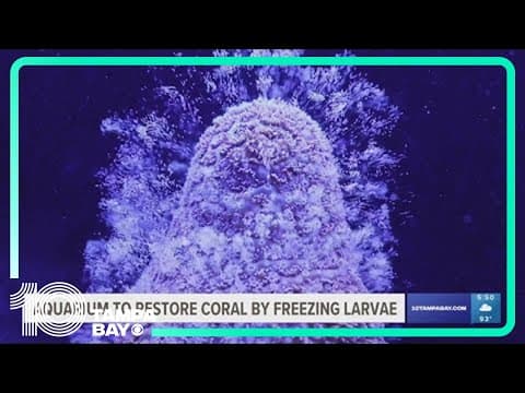 Scientists, experts try to freeze coral to preserve the species at Florida Aquarium
