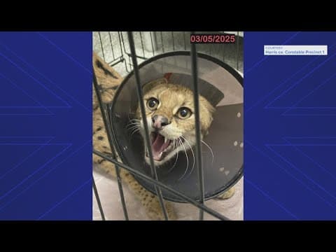 Wild cat seized from Harris County garage
