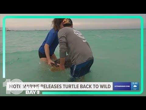 Clarice the sea turtle released back into Gulf of Mexico after 4 months of rehab