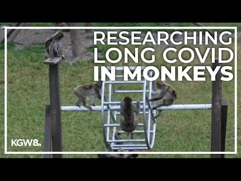 OHSU hopes monkeys can help provide answers on long-term COVID symptoms