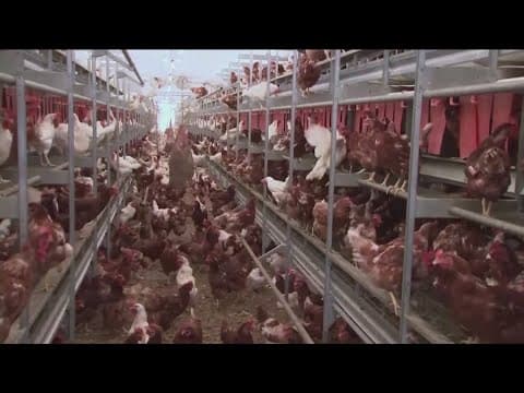 San Diego Humane Society has strict measures to combat bird flu spread