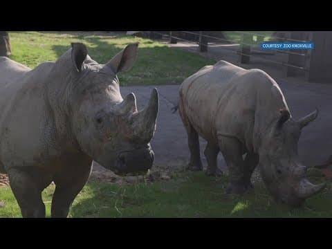 Zoo Knoxville opens rhino reserve Memorial Day weekend