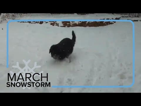 Dog has fun in Colorado snow