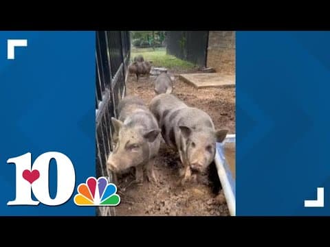 Young-Williams Animal Center hoping to give 5 pigs a second chance at a new home