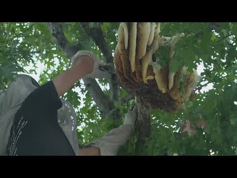 Large swarm of bees removed near Daikin Park in downtown Houston