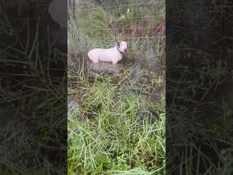 Dog Tied to Pole Saved as Hurricane Hits Florida