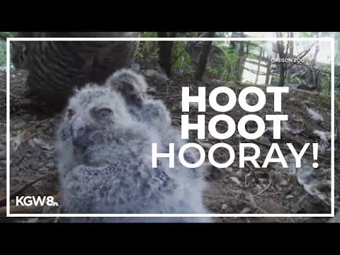 Oregon Zoo welcomes four baby owls