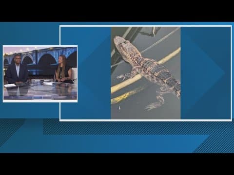 DC Police catch alligator at the Wharf
