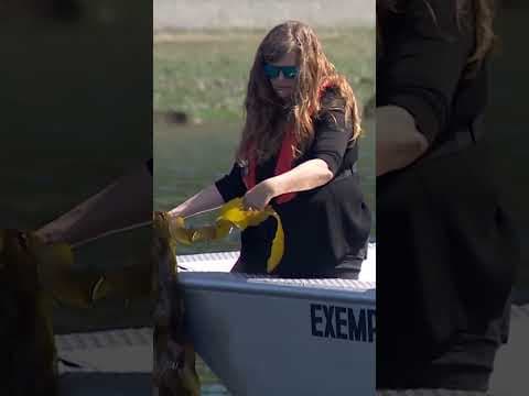 Declining Puget Sound kelp beds threaten salmon, orcas