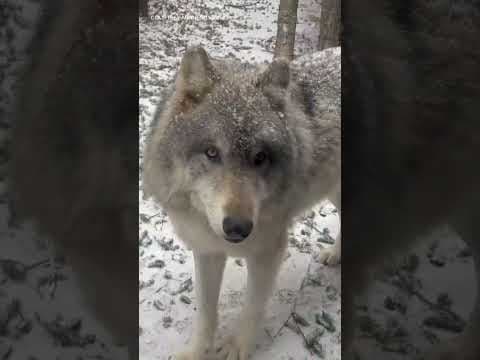 Freeze the day! These zoo animals are living a winter-ful life on their first big snowfall of 2024.