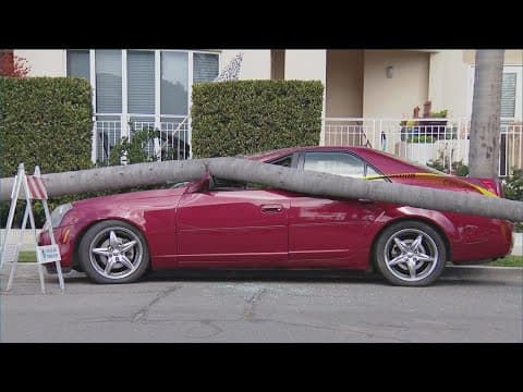 Wild, windy weather on Wednesday in San Diego sends trees into houses, cars