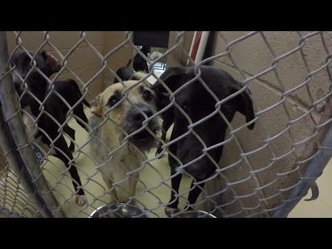 Harris County Pets Animal Shelter forced to reduce time needed before euthanizing an animal