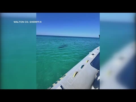 Authorities find hammerhead shark near beach following shark attacks at Florida beaches