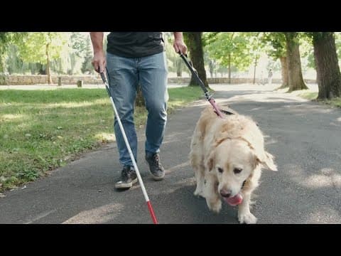 New Texas law cracks down on people who misrepresent pets as service animals