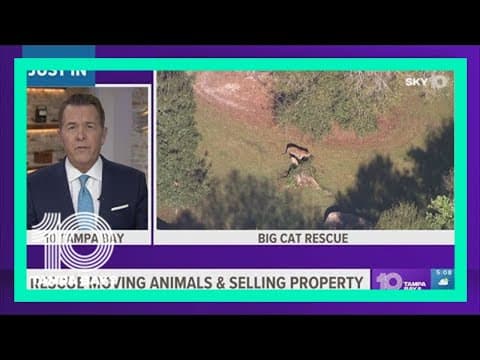 Tampa's Big Cat Rescue plans to move all animals, sell property