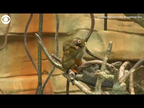 Baby squirrel monkey hangs on mom's back at Brookfield Zoo
